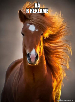 Ridiculously photogenic horse