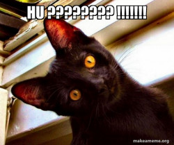 Overly Attached Cat