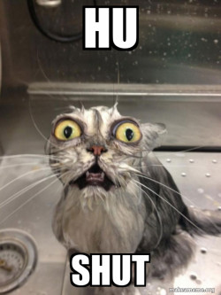 Cat bath