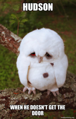 Sad Owl