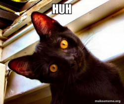 Overly Attached Cat