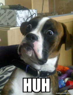 Skeptical Dog