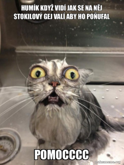 Cat bath