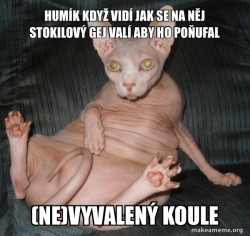 Hairless Cat