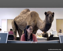 Hump Day Camel