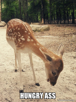 O M G Deer