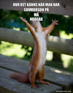 Happy Squirrel