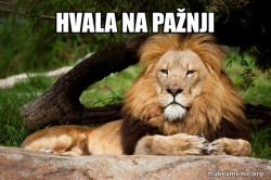 Contemplative Lion