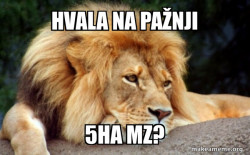Confession Lion