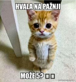 Cute Cat Standing