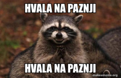 Evil Plotting Raccoon