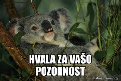 Laid Back Koala