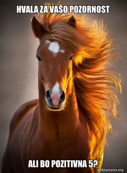 Ridiculously photogenic horse