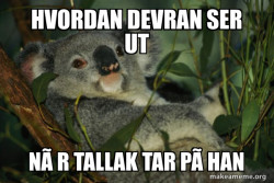 Laid Back Koala