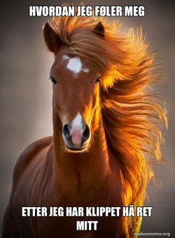 Ridiculously photogenic horse