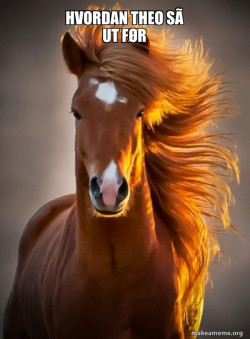 Ridiculously photogenic horse