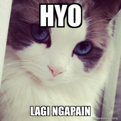 Ridiculously Photogenic Cat