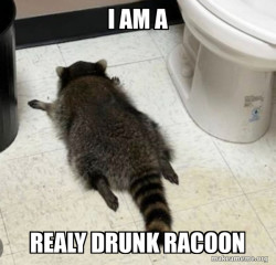 Drunk Raccoon