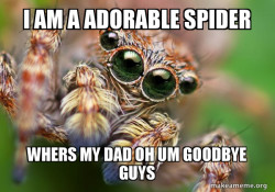 Hipster Spider
