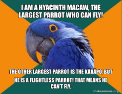 Paranoid Parrot