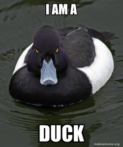 Revenge Duck ( Angry Advice Duck )