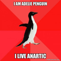 adelie Penguin