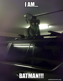 Drop Bear