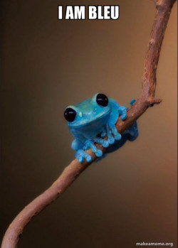 Small Fact Frog