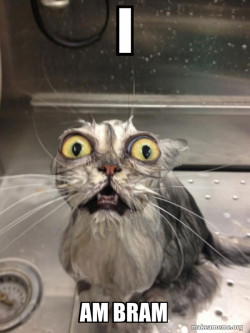 Cat bath