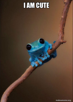 Small Fact Frog