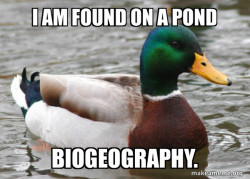 Actual Advice Mallard