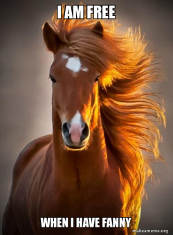 Ridiculously photogenic horse
