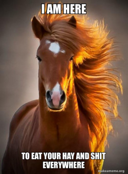 Ridiculously photogenic horse