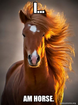 Ridiculously photogenic horse