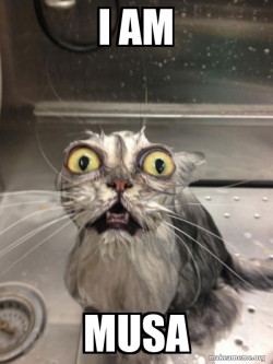 Cat bath