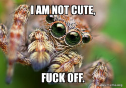 Hipster Spider