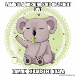Aussie Koala doing the night shift