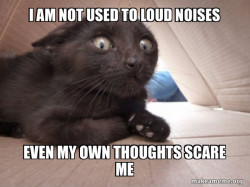 Schitzo Cat