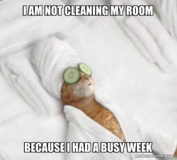 Pampered Cat Meme