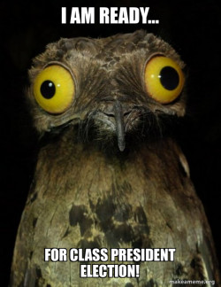 Weird Stuff I do Potoo