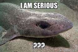 Dirty Joke Dogfish