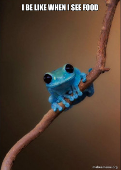 Small Fact Frog