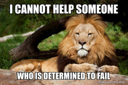 Contemplative Lion