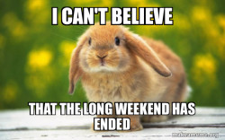 Regretful Rabbit