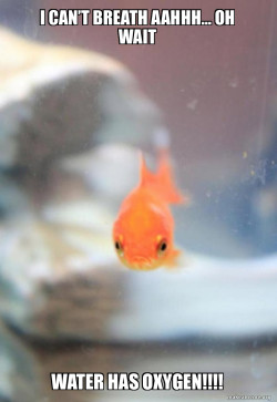 Grumpy Fish