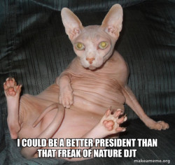 Hairless Cat