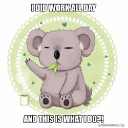 Aussie Koala doing the night shift