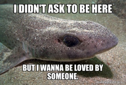 Dirty Joke Dogfish