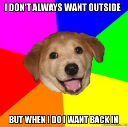 Advice Dog