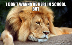 Confession Lion